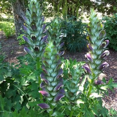 Acanthus hungaricus 