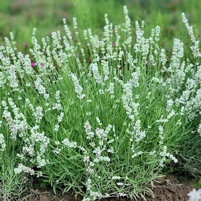 Lavandula angustifolia Big Time White