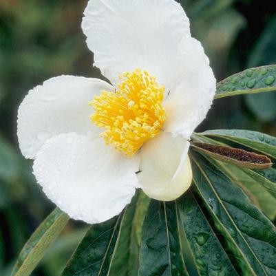 Franklinia alatamaha 