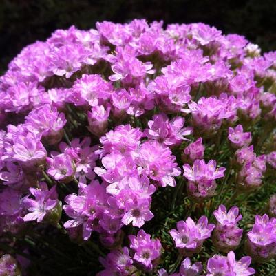 Armeria juniperifolia 