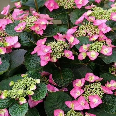 Hydrangea serrata SMNHSG