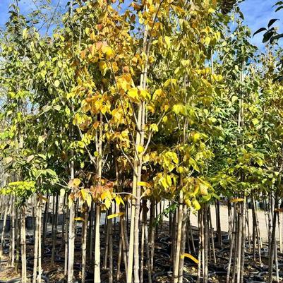 Syringa reticulata subsp. pekinensis Zhang Zhiming