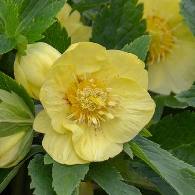 Helleborus x California Dreaming