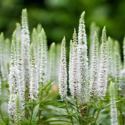 Veronica spicata Glory