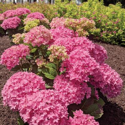 Hydrangea macrophylla Hortmafarfa