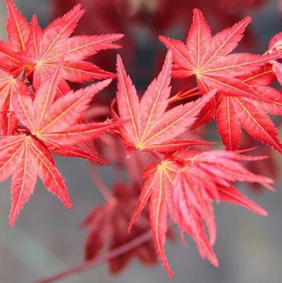 Acer palmatum Beni Maiko
