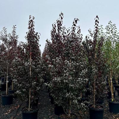 Prunus cerasifera Cripoizam