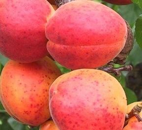 Apricot Harogem