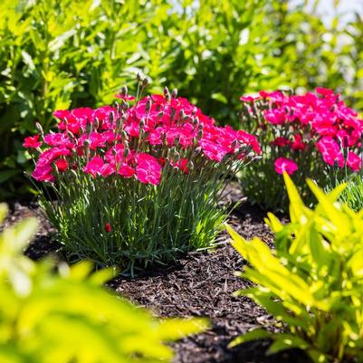 Dianthus gratianopolitanus Glamour Time