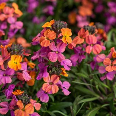 Erysimum linifolium Erysistible™ Erysistible™ Bronze Rose