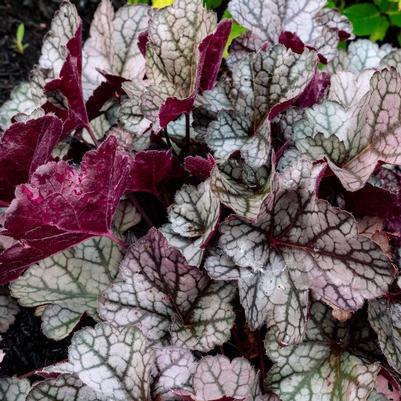Heuchera x Spice Curls