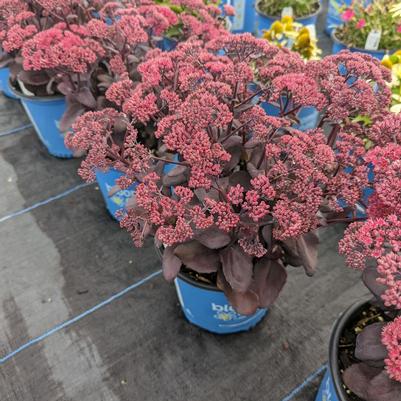 Sedum x Puff Pastry&trade; Raspberry