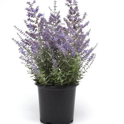 Perovskia atriplicifolia Bluesette