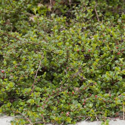 Cotoneaster apiculatus 