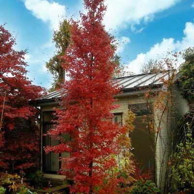 Acer palmatum Tsukasa Silhouette
