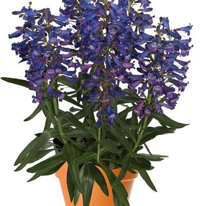 Penstemon barbatus Pristine Blue