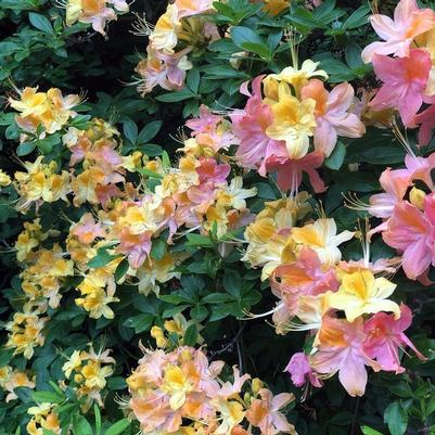 Azalea Garden Rainbow