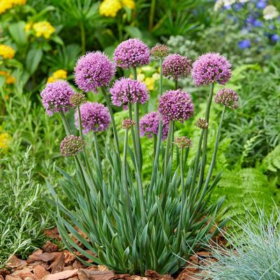 Allium x Little Sapphire
