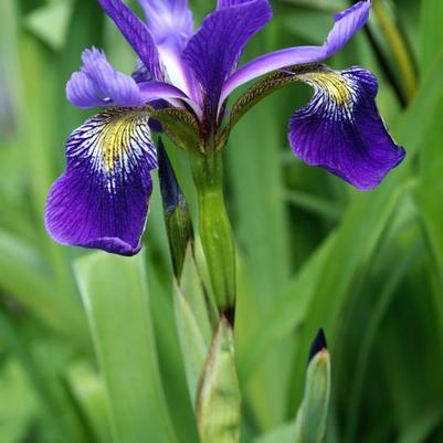 Iris x robusta Gerald Darby