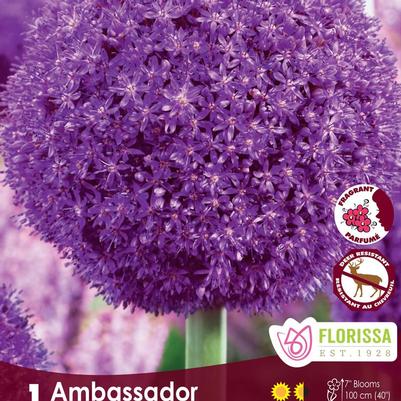 Allium x Ambassador