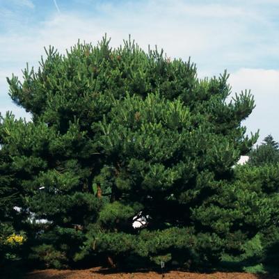 Pinus densiflora Pygmaea