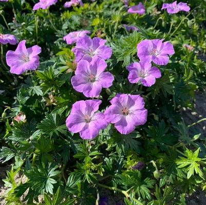 Geranium sanguineum Frivolius™ Lilac