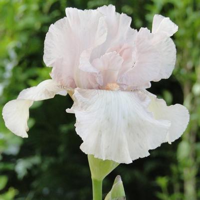 Iris germanica Cherished
