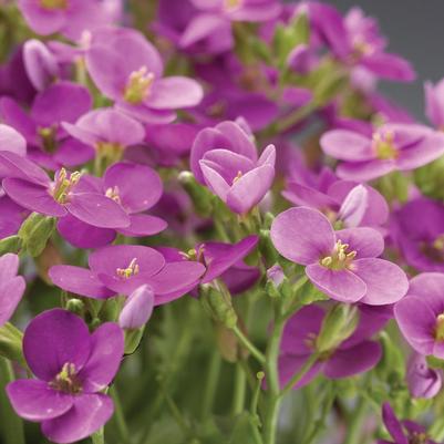 Arabis caucasica Little Treasure® Little Treasure ® Deep Rose