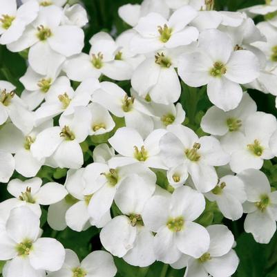Arabis caucasica Little Treasure® Little Treasure® White