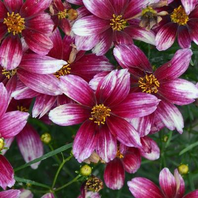 Coreopsis verticillata Sizzle and Spice® Zesty Zinger