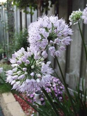 Allium x Summer Beauty