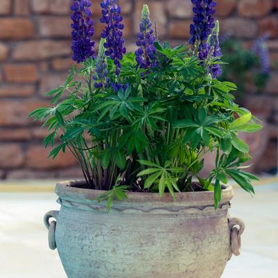 Lupinus polyphyllus Gallery™ Gallery™ Mini Blue
