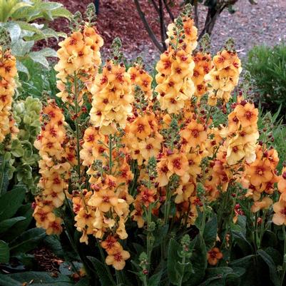 Verbascum x Honey Dijon