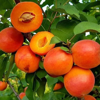 Apricot Harostar