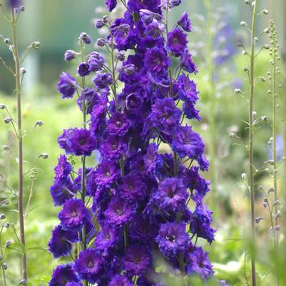Delphinium elatum Pagan Purples