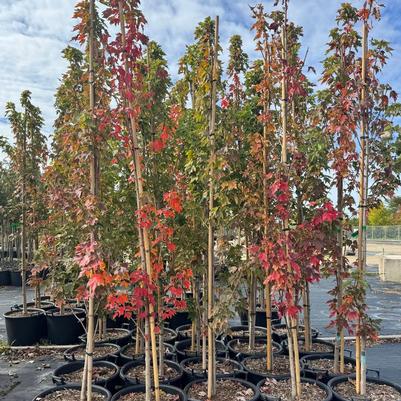 Acer rubrum WW Warren