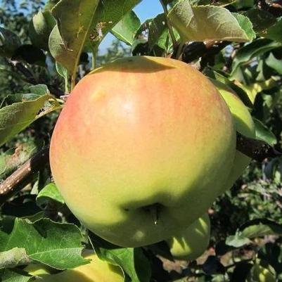 Apple Ginger Gold