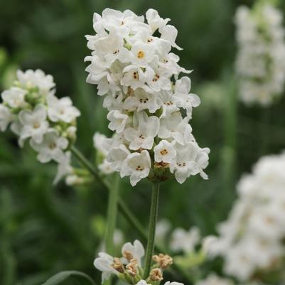 Lavandula angustifolia Ellagance Ellagance Snow