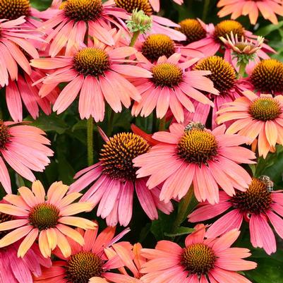 Echinacea purpurea Sensation Coral®