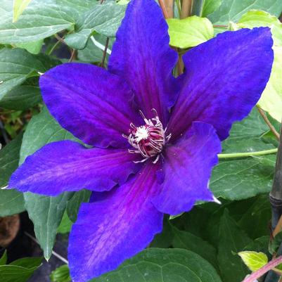 Clematis Vancouver™ Danielle