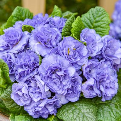 Primula vulgaris Bouquet Perfect™ Kerbelbluwat