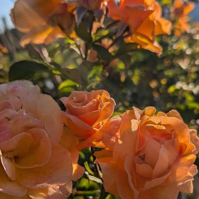 Rosa Arborose&reg; KORtangenu