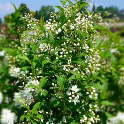 Deutzia x lemoinei Compacta