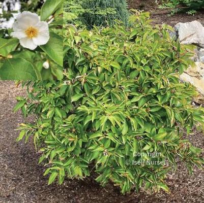 Stewartia koreana Bashful Iseli&reg;