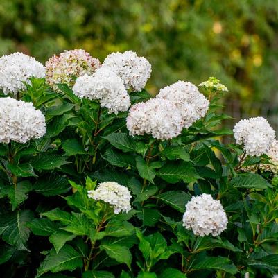 Hydrangea macrophylla Bailmaceight