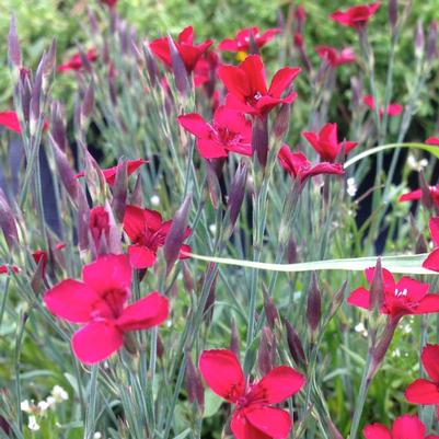 Dianthus deltoides Leuchtfunk