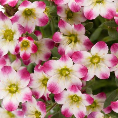 Saxifraga x arendsii Marto&trade; Red Picotee