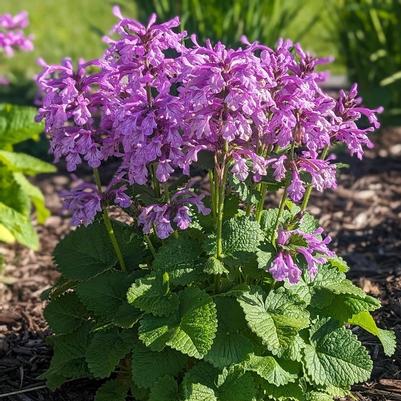 Stachys x Punky Purple