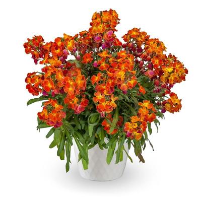 Erysimum linifolium Erysistible&trade; Erysistible&trade; Fire