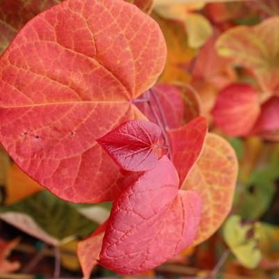 Cercis canadensis Hearts A'Fire®